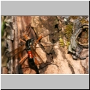 Tanyptera atrata - Holzschnake 00.jpg